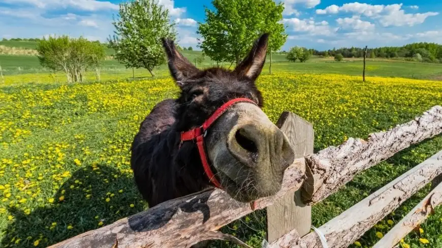 9 miejsc na Mazurach, gdzie możesz obcować ze zwierzętami