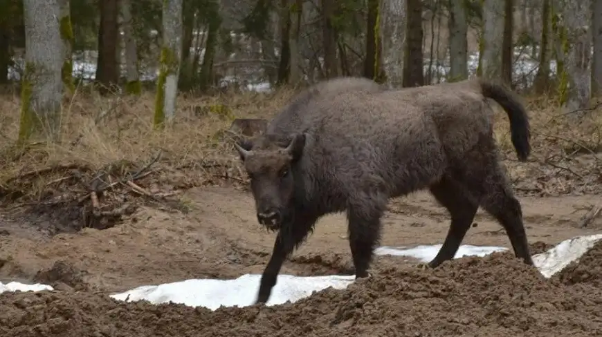 Żubry wracają do Puszczy Rominckiej