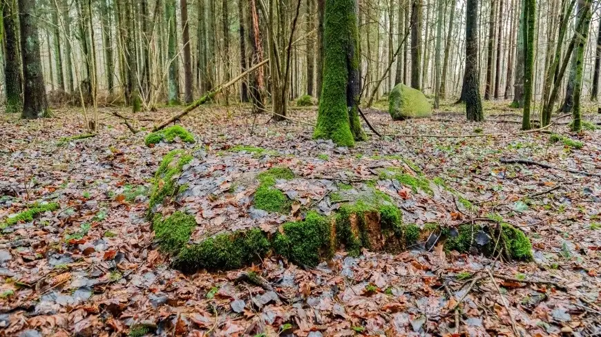 Tajemnicze, zapomniane sanktuarium Prusów na Mazurach