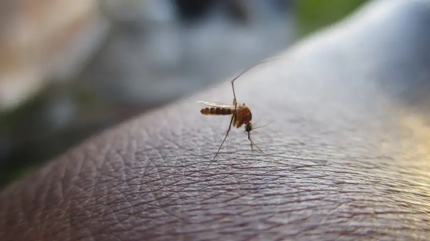 Komary mogą zepsuć każdy wieczór na Mazurach. Mogą też zepsuć zdrowie