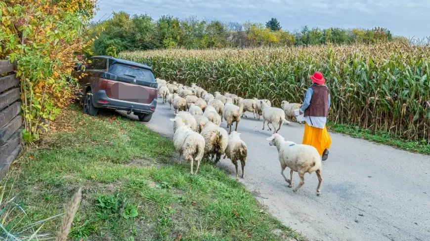 Tego na Mazurach jeszcze nie było! Wzięliśmy udział w I Mazurskim Redyku – zdjęcia i film