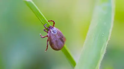 Kleszcze atakują także na Mazurach. Jak się przed nimi ustrzec?
