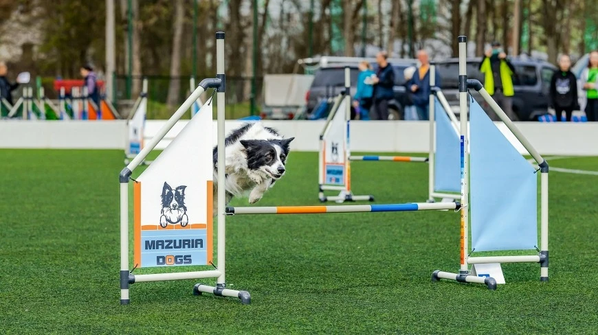 II Mazurskie Zawody Agility. Wielki pokaz psich umiejętności