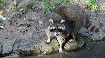Szop pracz pojawił się na Mazurach. To inwazyjny gatunek