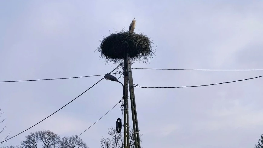 Bocian dotarł na Mazury, do Krutyni. Chcą mu nadać imię