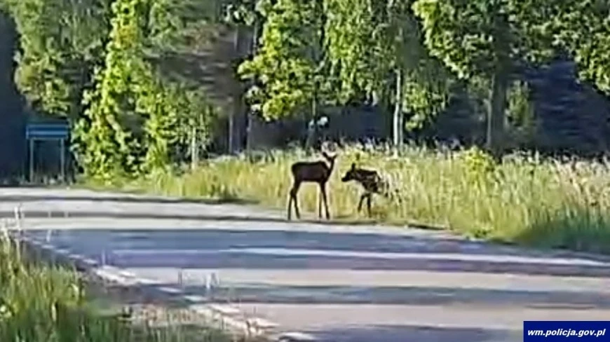 Policjanci uratowali dwa małe łosie na Mazurach. Ich matka nie przeżyła wypadku