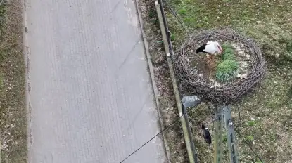 Słynny bocian z Mazur jest już w Egipcie. Śledzono jego trasę