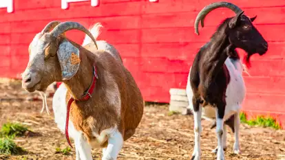 Serowarnia Chèvre au lait  - zdjęcie 6