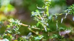 Letni las w okolicach Kruklina, sierpień 2021 r. - zdjęcie 44