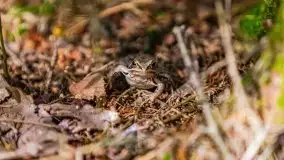 Letni las w okolicach Kruklina, sierpień 2021 r. - zdjęcie 30