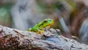 Letni las w okolicach Kruklina, sierpień 2021 r. - zdjęcie 37