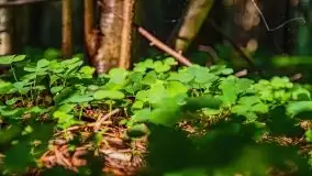 Letni las w okolicach Kruklina, sierpień 2021 r. - zdjęcie 27