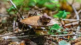 Mazurskie grzyby, fotogaleria bez wybrzydzania  - zdjęcie 19