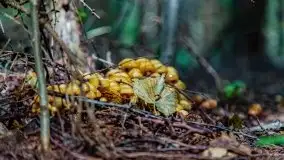 Mazurskie grzyby, fotogaleria bez wybrzydzania  - zdjęcie 21