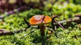 Mazurskie grzyby, fotogaleria bez wybrzydzania  - zdjęcie 18