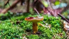 Mazurskie grzyby, fotogaleria bez wybrzydzania  - zdjęcie 31