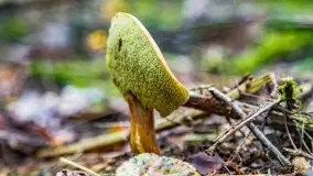 Mazurskie grzyby, fotogaleria bez wybrzydzania  - zdjęcie 17