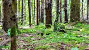 Mazurskie grzyby, fotogaleria bez wybrzydzania  - zdjęcie 24