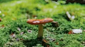 Mazurskie grzyby, fotogaleria bez wybrzydzania  - zdjęcie 43