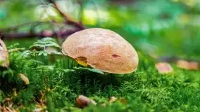 Mazurskie grzyby, fotogaleria bez wybrzydzania  - zdjęcie 27