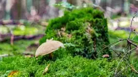 Mazurskie grzyby, fotogaleria bez wybrzydzania  - zdjęcie 38