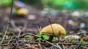 Mazurskie grzyby, fotogaleria bez wybrzydzania  - zdjęcie 35