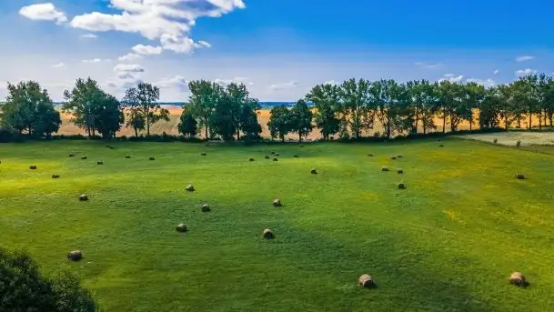 Mazurskie słoneczniki, sierpień 2021 - zdjęcie 9