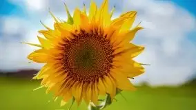 Mazurskie słoneczniki, sierpień 2021 - zdjęcie 27