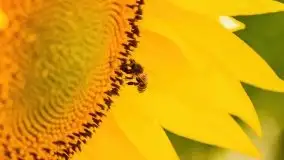 Mazurskie słoneczniki, sierpień 2021 - zdjęcie 22