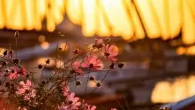 Wrześniowy wschód słońca w Wilkasach - porty AZS i PTTK Wilkasy - zdjęcie 39