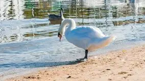 Suszenie żagli nad jeziorem Niegocin, Wilkasy - zdjęcie 5