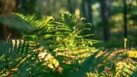 Zachód słońca nad jeziorem Dobskim, wrzesień 2021 r. - zdjęcie 4