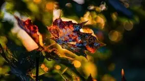 Zachód słońca, Giżycko, jezioro Niegocin, październik 2021 r. - zdjęcie 20