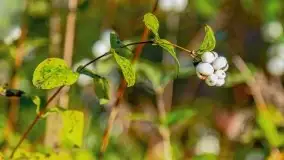 Mazurska złota jesień w Giżycku i okolicach - zdjęcie 32