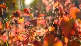 Mazurska złota jesień w Giżycku i okolicach - zdjęcie 24