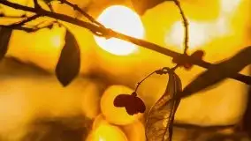 Wschód słońca nad jeziorem Kruklin, październik 2021 r. - zdjęcie 69