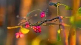 Wschód słońca nad jeziorem Kruklin, październik 2021 r. - zdjęcie 77