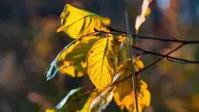 Wschód słońca nad jeziorem Kruklin, październik 2021 r. - zdjęcie 60