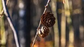 Las miejski w Giżycku pod koniec jesieni, listopad 2021 r. - zdjęcie 18