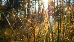 Las miejski w Giżycku pod koniec jesieni, listopad 2021 r. - zdjęcie 37