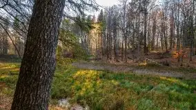 Las miejski w Giżycku pod koniec jesieni, listopad 2021 r. - zdjęcie 59