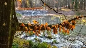 Las miejski w Giżycku pod koniec jesieni, listopad 2021 r. - zdjęcie 58