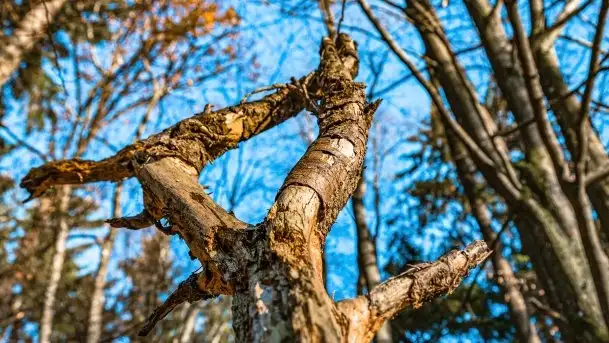 Las miejski w Giżycku pod koniec jesieni, listopad 2021 r. - zdjęcie 9