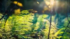 Las miejski w Giżycku pod koniec jesieni, listopad 2021 r. - zdjęcie 12