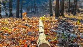 Las miejski w Giżycku pod koniec jesieni, listopad 2021 r. - zdjęcie 29