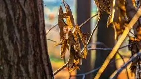 Las miejski w Giżycku pod koniec jesieni, listopad 2021 r. - zdjęcie 38