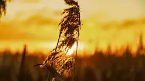 Wschód słońca nad jeziorem Święcajty, listopad 2021 r. - zdjęcie 27