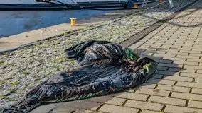 Fotorelacja z sprzątania dna w Ekomarinie Giżycko - zdjęcie 62