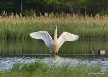 Miłośnicy Mazur - Łabędź niemy na zdjęciach Grzegorza Zawrotnego - zdjęcie 1