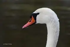 Miłośnicy Mazur - Łabędź niemy na zdjęciach Grzegorza Zawrotnego - zdjęcie 8